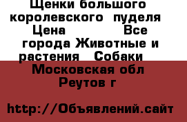 Щенки большого (королевского) пуделя › Цена ­ 25 000 - Все города Животные и растения » Собаки   . Московская обл.,Реутов г.